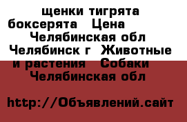 щенки тигрята боксерята › Цена ­ 25 000 - Челябинская обл., Челябинск г. Животные и растения » Собаки   . Челябинская обл.